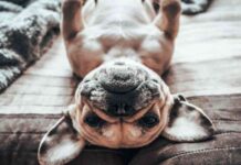 drug-traffickers-caught-sending-photo-of-pet-french-bulldog-must-pay-14-million