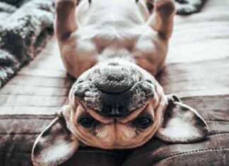 drug-traffickers-caught-sending-photo-of-pet-french-bulldog-must-pay-14-million