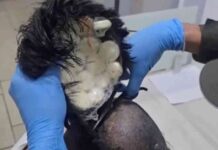 man-caught-smuggling-cocaine-under-narco-wig-in-colombia