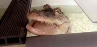 man-fined-for-keeping-unlicensed-4ft-alligator-at-home