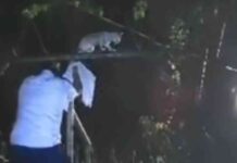 drug-smuggling-cat-caught-by-prison-guards-in-costa-rica-shocking-video-footage