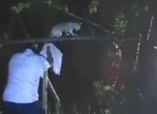 drug-smuggling-cat-caught-by-prison-guards-in-costa-rica-shocking-video-footage