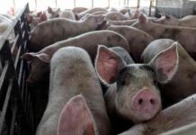 man-pleads-guilty-in-murder-for-hire-plot-victim-planned-to-be-fed-to-hogs