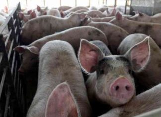 man-pleads-guilty-in-murder-for-hire-plot-victim-planned-to-be-fed-to-hogs