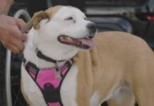 survivor-chris-smith-finds-hope-with-tiki-the-dog